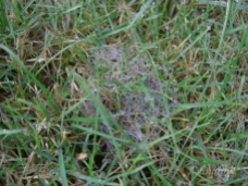Spinnenetz im Rasen