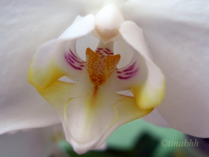 Phalaenopsis01
